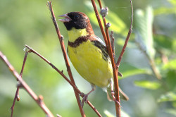 Conservationists call for action to protect yellow-breasted bunting